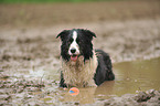 lying Border Collie