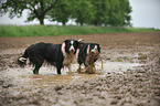 2 Border Collies