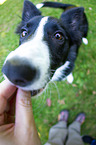 sitting Border Collie