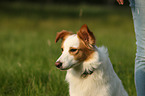 Border Collie Portrait