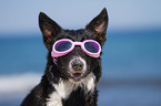 Border Collie Portrait