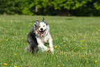 running Border Collie