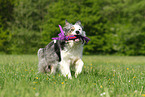 playing Border Collie