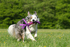 playing Border Collie