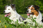 2 dogs