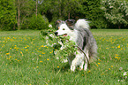 playing Border Collie