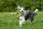 playing Border Collie