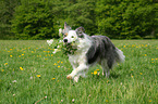 playing Border Collie