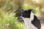 Border Collie Portrait