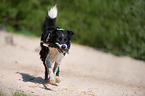 playing Border Collie
