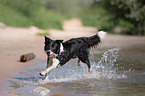 running Border Collie