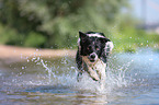 running Border Collie