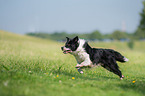 running Border Collie
