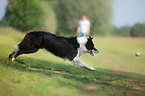 running Border Collie