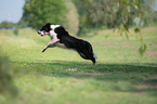 playing Border Collie