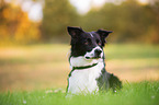 lying Border Collie
