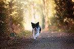 running Border Collie