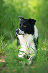 lying Border Collie