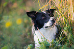 Border Collie Portrait