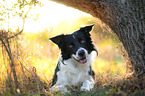 lying Border Collie