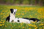 lying Border Collie
