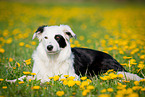 lying Border Collie