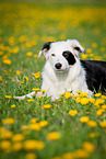 lying Border Collie