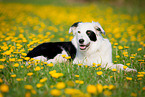 lying Border Collie