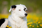 Border Collie Portrait