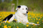 lying Border Collie