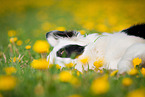lying Border Collie