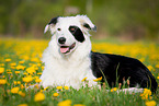 lying Border Collie