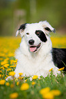 lying Border Collie