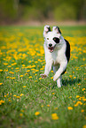 running Border Collie