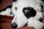 lying Border Collie