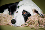 Border Collie Portrait