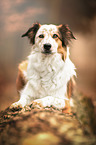 lying Border Collie