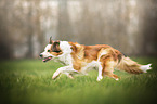 running Border Collie