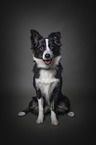 sitting Border Collie