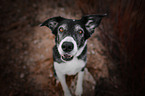 sitting shorthaired Border Collie