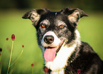 shorthaired Border Collie Portrait