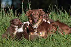 Border Collies