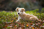 Border Collie Puppy