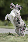 Border Collie puppy