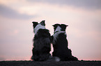 sitting Border Collies
