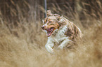 running Border Collie