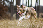 running Border Collie