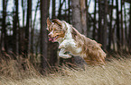 running Border Collie