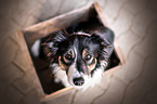 sitting Border Collie