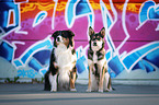 sitting Border Collie with Mongrel